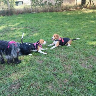 Cours collectif petits chiens, quand deux beagles se rencontrent 😅